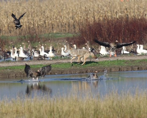 A coyote running through wetlands with dark and white geese in the water.
