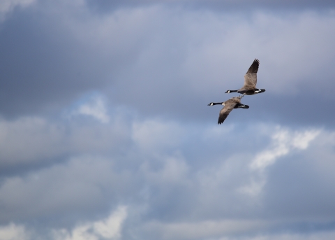 Two Canada geese flying in the air