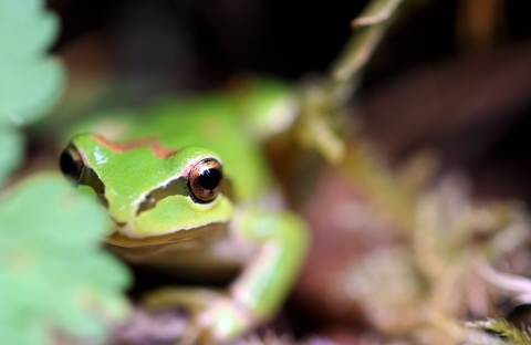 A Pacific Chorus Frog peek out from behind a green leaf