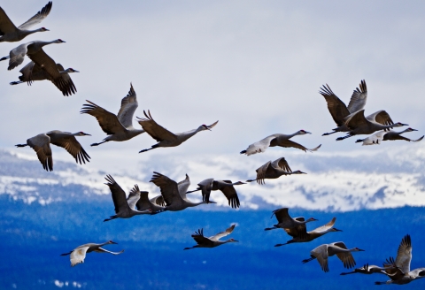 Flock of sandhill cranes flying across the sky. 