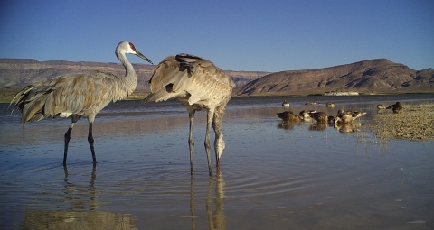 Cranes at Lower Lake Pahranagat NWR