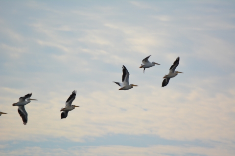 American white pelicans flying across the sky