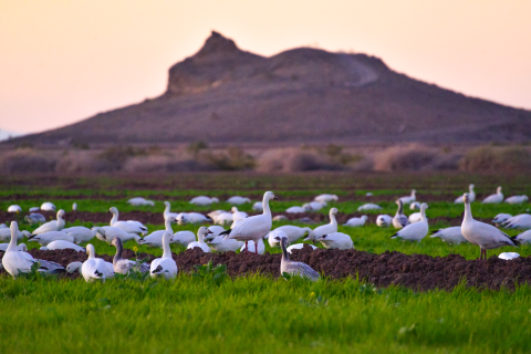 A few dozen white geese rest in the rye grass field along the Rockhill trail with a small dry, rocky volcano in the background.