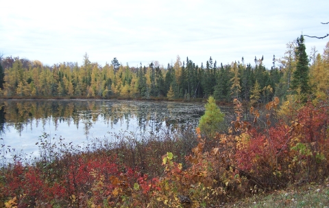 Calm wetland bordered with trees in fall colors, with yellow tamaracks, green pines and red shrubs.