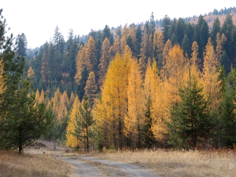 Dirt road winding through forest turning yellow with fall color.