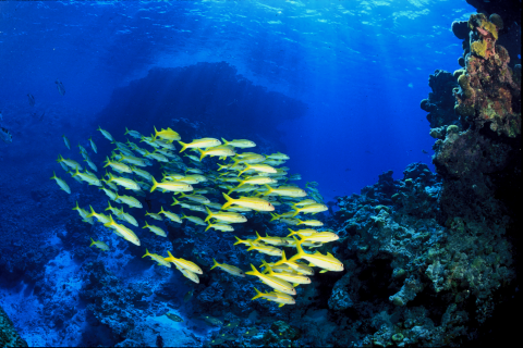 A school of yellow fish swim around a reef. Light breaks through the top and creates a glow in a sea that is deep blue.