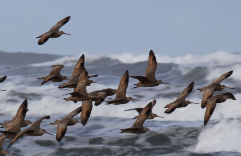 A Flock of Godwits Flies Over a Rough Sea