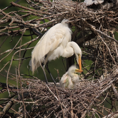 Great egret with chick in the nest