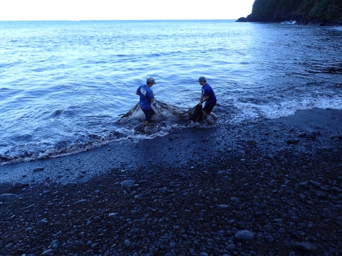 Seining, Hawai'i Division of Aquatic Resource staff