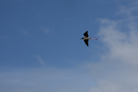 Hawaiian stilt flying in the sky