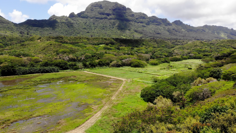 Old square-shaped taro fields have been reverted back to wetlands. Dramatic mountains border the property. The landscape is lush, green, and wild. 