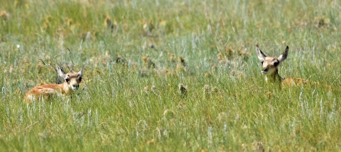 Early summer on the short-grass prairie at Hutton Lake National Wildlife Refuge with two pronghorn antelope fawns lying in the vegetation.