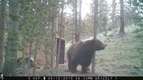 Wind River Grizzly trapping in the Owl Creek Mountains 