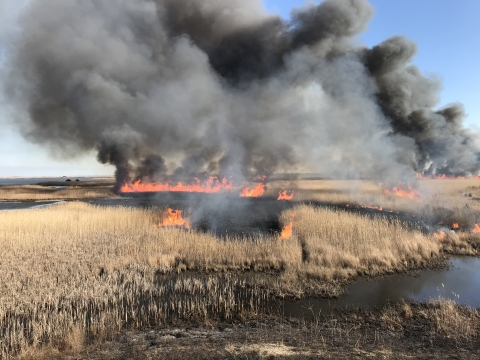A prescribed fire burns through non-native common reed in the marshes of West Pool at Edwin B. Forsythe National Wildlife Refuge.