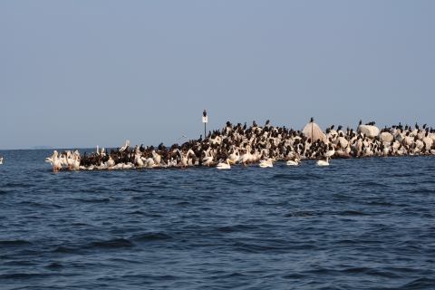 A narrow, rocky island covered with black cormorants, with white pelicans swimming or standing right near the edge, with mostly calm blue water and skies surrounding it.