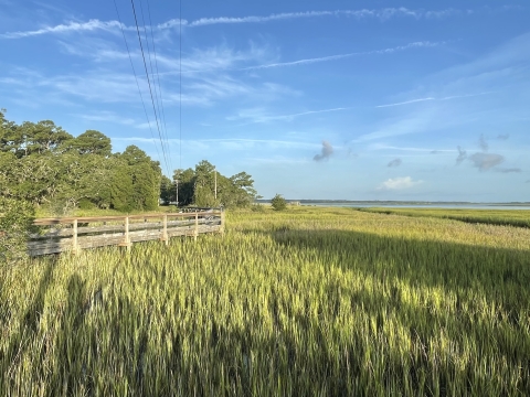 Blue sky morning looking at a boardwalk traversing green grass of the salt marsh
