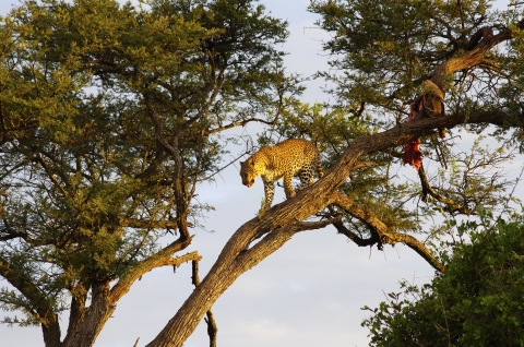 Leopard in a tree