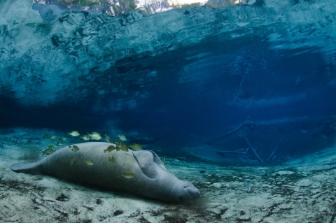 Florida Manatee resting in warm waters of Three Sisters Springs surrounded by small fish