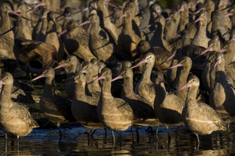 Flock of shorebirds standing in water