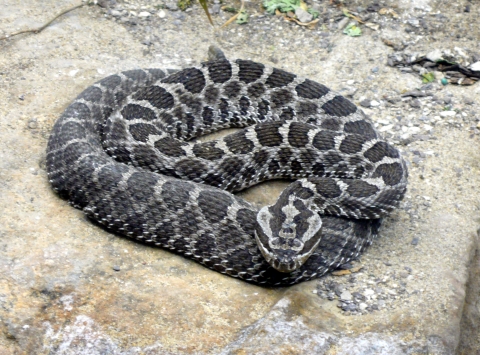 Eastern massasauga rattlesnake curled up on a rock