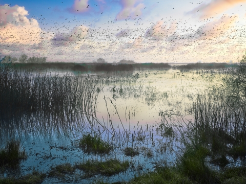 A foggy wetland with birds swarming overhead.