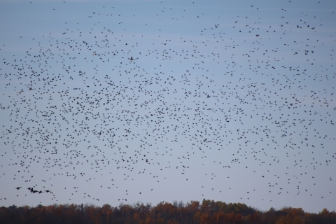 Large number of ducks flying against a blue sky without clouds; the ducks are dots in this photo with the treeline canopy along the bottom of the image.