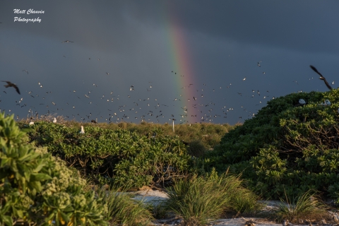Laysan island interior with rainbow and terns in background