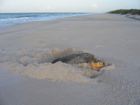 An image of a loggerhead sea turtle digging a nest on a sandy beach.