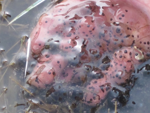 Oregon spotted frog egg mass
