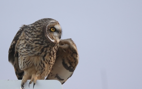 Short eared owl sitting on a wildlife refuge sign