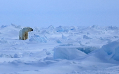 White polar bear bear on ice.