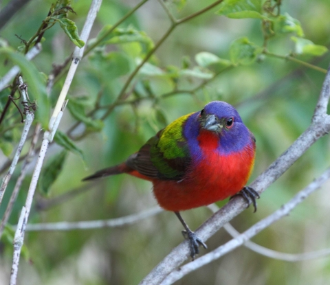 Small colorful bird perched in tree