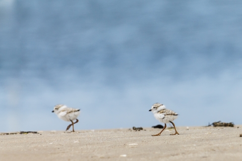 Two piping plover chicks walking on the beach