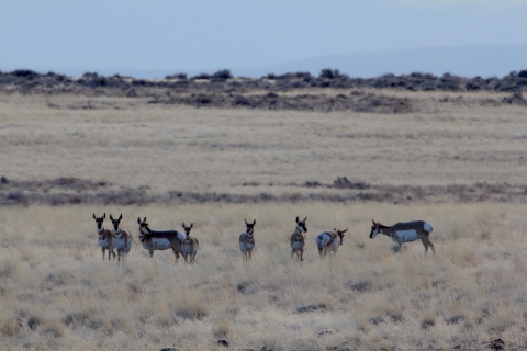 pronghorn herd in sagebrush ecosystem