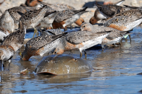 Horseshoe crab in foreground with red knot birds in back ground feeding.