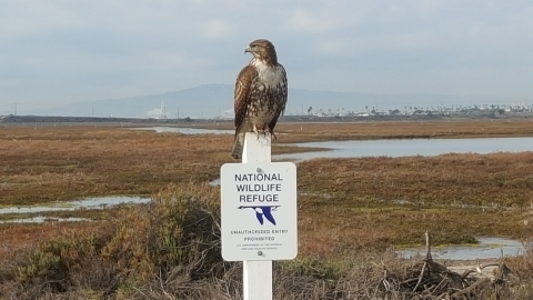 Red tail hawk on National Wildlife Refuge sign with estuary in background.