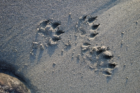 River otter footprints in the sand