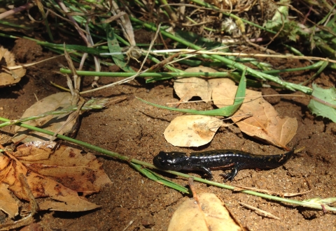 Santa Cruz long-toes salamander metamorphism 