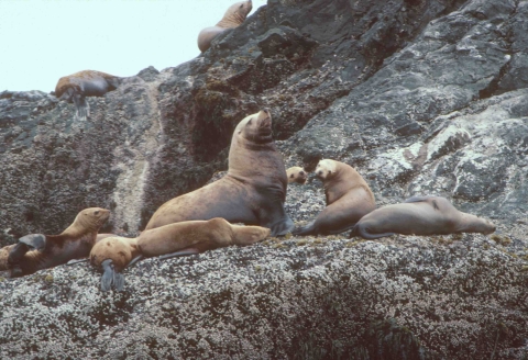 Steller's Sea Lions on a rocky shore
