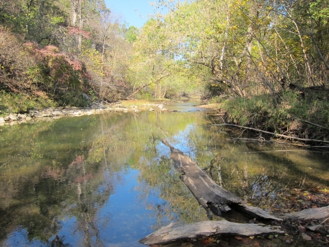 A shallow creek lined with trees on both sides