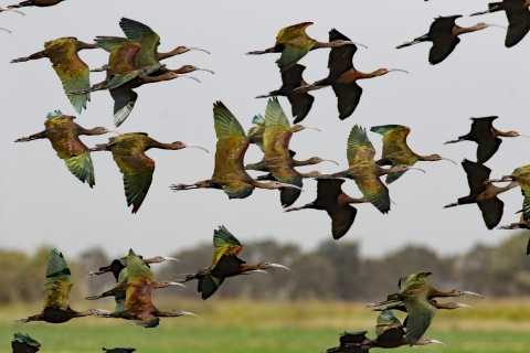 A flock of dark shorebirds with downcurved bills flying over a green field with a light sky and dark trees in the background.