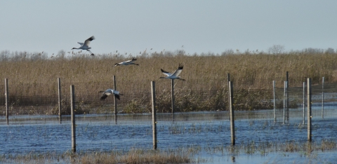 Whooping Crane Reintroduction
