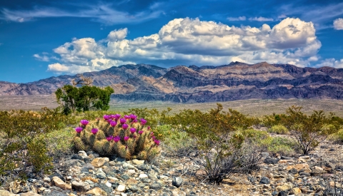 Hedgehog Cactus blooming with mountains in distance