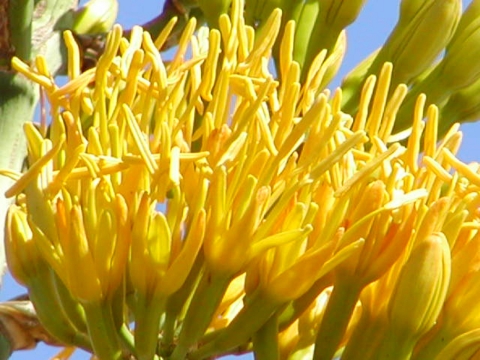 A yellow agave plant resembling multiple hands with fingers spread wide apart waving hello and good-bye.