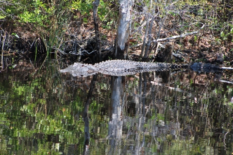 An alligator sits half-submerged near the bank of a canal