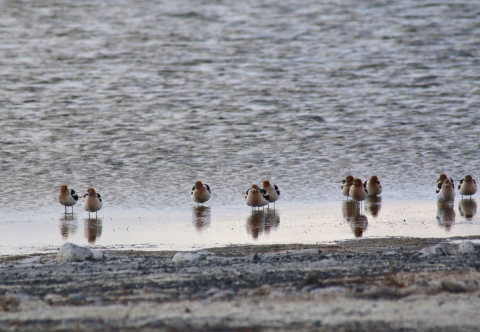 American Avocets standing in shallow water