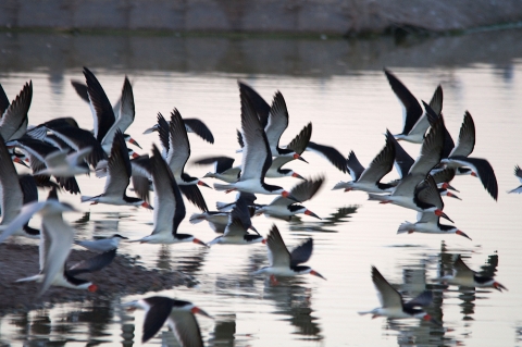 A few dozen black-and-white birds with long wings and massive orange bills fly low over the mirror like surface of the water. 