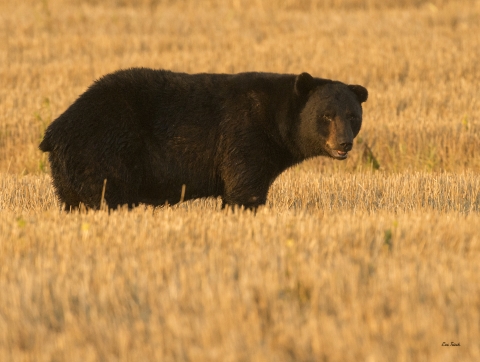A black bear stands in a field of golden wheat