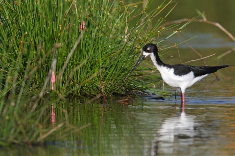 A long-legged, slender water bird wades through water.