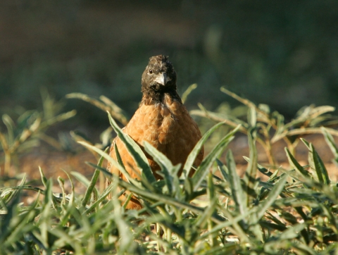 A masked bobwhite quail stands in a grassy clearing.